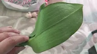 Rootless orchid update