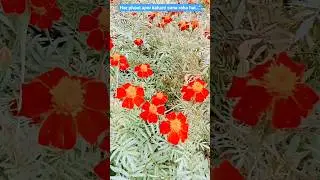 French Marigold Full Garden Tour 🌼 | Colorful Flowers | Home Garden Beauty | #blooming | #explore |