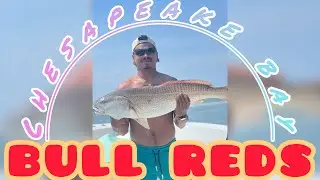 Fishing for bull reds in the Chesapeake bay