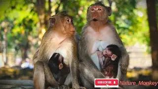 Do you want to hear the monkey's communication language? (part 01)