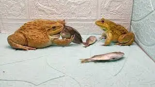 #青蛙捉魚食（37）#亞洲牛蛙#Asian bullfrog catches fish for food（37）#frogs@petfrogeating3889