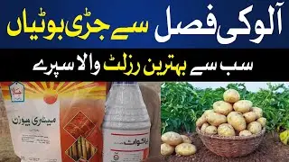 Potato Weeds Control Best Spray | How to Weeds Control from Potato | 1st Spray for Potato and timing