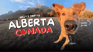 Willy&rsquo;s Trip to Alberta! | Dog-Friendly Adventure in Banff, Glacier Lakes & Big Mountains