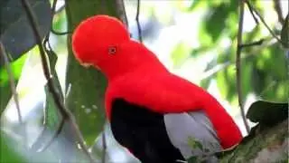 El Gallito de Roca (Rupicola Peruviana) del Municipio de Jard&iacute;n, Antioquia, Colombia.