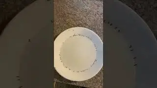 How to get rid of ants 🐜 in your house.
