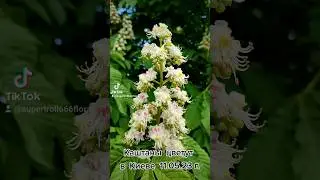 Каштаны цветут в Киеве 11.05.23 г. #каштаны #цветы #природа #весна #май #киев