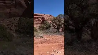 Moab's Natural Beauty: Where Green Trees Meet Red Rocks