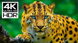 Cutest 😍 Animals of the World 🌍 | 16K Ultra HD Dolby Vision HDR 120FPS