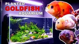 HOW TO: PLANTED GOLDFISH AQUARIUM: The Ranchu Crew Rebuild || MD FISH TANKS