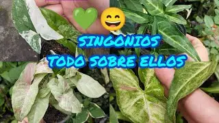 5 VARIEDADES DE SINGONIO O SINGONIUM,HERMOSAS PLANTAS DE INTERIOR § LIZZ Y SU VIVERO