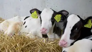 Ligboxenstal met uitstraling