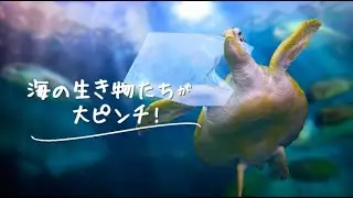 えひめの海からプラスチックごみをなくそう！【その３】海の生き物たちが大ピンチ！