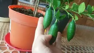 69. Lima Finger (Fingerlime) - uprawa. Wegetatywne rozmnażanie roślin.