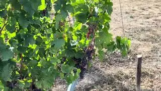 Veraison 2025