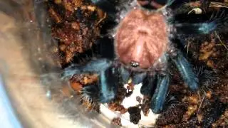 Cyclosternum fasciatum eating