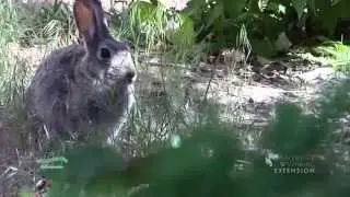 Cottontail Rabbits