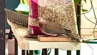 Laughing Dove Finds The Seed Bag But Can&rsquo;t Figure Out How To Get The Seeds Out