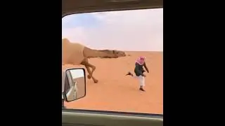 Camel attack