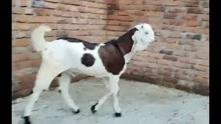 kota  male kid double haddi top quality palne wali Bakra full active mashallah &hearts;️##bakra ## 🐐🐐🐐