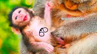 Oh, God... Newborn baby monkey just born of oldest Mummy BERRY looks super cute, Baby born is a Girl