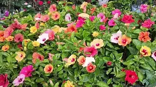 Indian Flower market || Kolkata flower plants market
