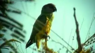 Senegal Parrot (Poicephalus senegalus)