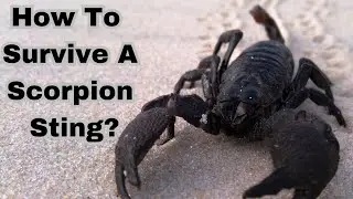 How To Survive A Scorpion Sting?