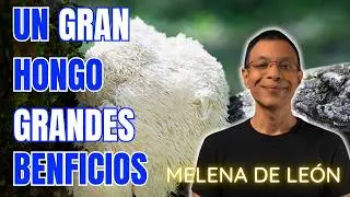 Melena de Le&oacute;n: El Hongo que Mejora tu Memoria &mdash; Descubre sus Beneficios Neuroprotectores