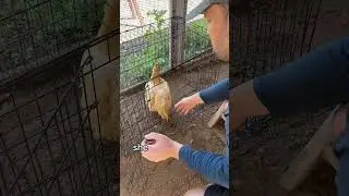 My chicken is a criminal&hellip;
