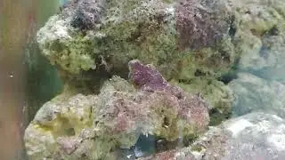 Low tech nano saltwater reef tank with black mollies bred in tank.