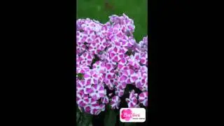 Phlox Bambini Candy Crush   Concept Plants