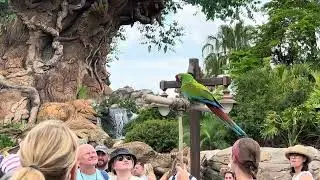 Winged Encounters - The Kingdom Takes Flight Bird Show at Disney&rsquo;s Animal Kingdom