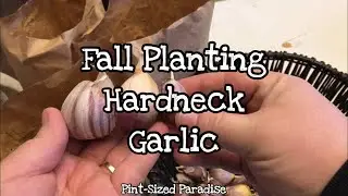 FALL PLANTING HARDNECK GARLIC | PINT-SIZED PARADISE