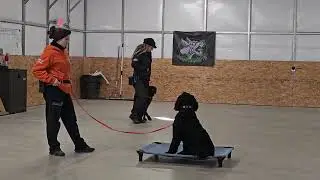 Tashmoo on leash obedience training 1-16-26