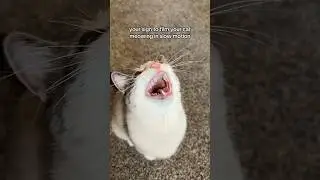 slow mo meows are amazing 😂