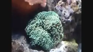 euphilia anancora
