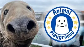 What is Animal Playground?