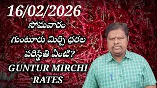 16/02/2026 తగ్గుతున్న గుంటూరు మిర్చి ధరలు GUNTUR MIRCHI MARKET RATES 