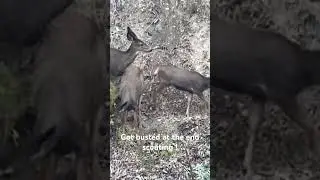 Scouting for Deer Gone Wrong: Caught in the Act! 🦌😱 #HuntingFails #DeerHunting #Wildlife #outdoors