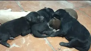 Little puppies are sleeping so cute #animals #cute #funny #plays #videos #longs