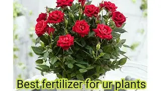 How to take care rose plant /plant care during summer part 3
