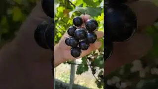 Uva Muscadinea Regalle, Uva Jubuticaba #viticultura #uvasdecobertura #agroneg&oacute;cio