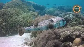 The Coral Reef Cleaning Station - Ocean Geographic Pictures of the Year Finalist