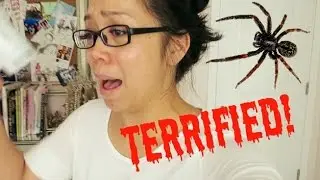 TERRIFIED OF SPIDERS! - May 08, 2015 -  ItsJudysLife Vlogs