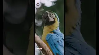 🐦 Peaceful Bird Moment | Nature&rsquo;s Healing Pause