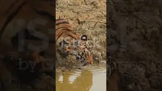 Ranthambore - tiger and wilderness #vision # adventure # tiger # national park # animal