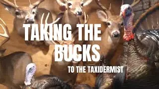 Taking our 2025 bucks to the taxidermist