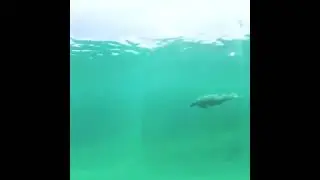 Amazing beauty of manatee