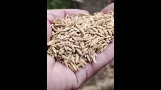 Benefits of Owning Your Own Rice Milling Business with Shin Nong Rice Mill Machine
