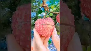 Enjoy Fresh Fruits With Beautiful Nature #fruitlover #freshfruits  #healthyeating